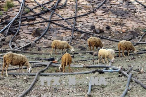 Đàn cừu được người chăn nuôi ở huyện Ninh Hải di chuyển xuống khu vực ao, hồ để tìm thức ăn và nước uống. Ảnh: Công Thử - TTXVN Đàn cừu được người chăn nuôi ở huyện Ninh Hải di chuyển xuống khu vực ao, hồ để tìm thức ăn và nước uống. Ảnh: Công Thử - TTXVN