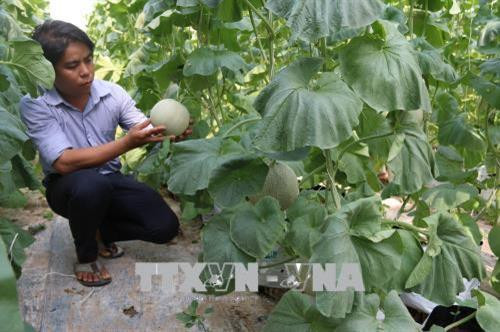 Cán bộ kỹ thuật của Trung tâm đang theo dõi sức phát triển của trà dưa lưới trong nhà màng. Ảnh: Minh Trí - TTXVN Cán bộ kỹ thuật của Trung tâm đang theo dõi sức phát triển của trà dưa lưới trong nhà màng. Ảnh: Minh Trí - TTXVN
