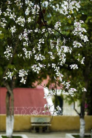 Những cánh hoa trắng muốt mang nét đẹp thuần khuyết, tinh khôi. Ảnh: Phan Tuấn Anh - TTXVN Những cánh hoa trắng muốt mang nét đẹp thuần khuyết, tinh khôi. Ảnh: Phan Tuấn Anh - TTXVN