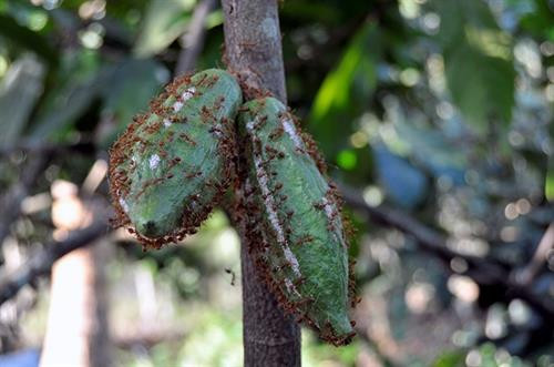 Kiến vàng vây quanh quả để tìm sâu bọ. Ảnh: zing.vn