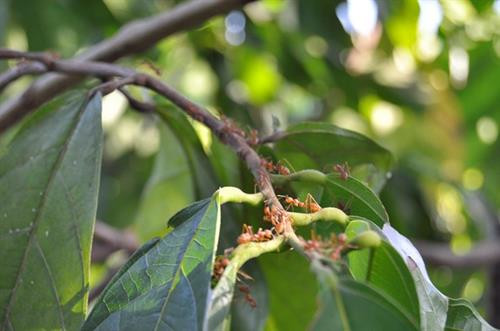 Nhờ kiến bắt sâu, mỗi năm ông Le tiết kiệm được 40 triệu tiền mua thuốc trừ sâu. Ảnh: zing.vn