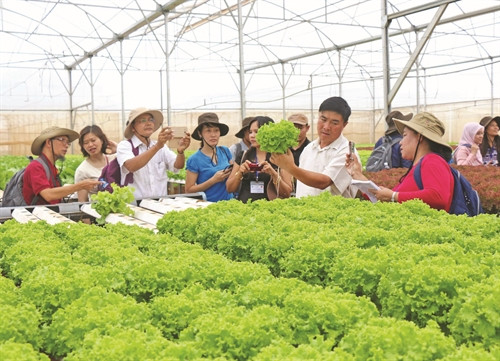 Nông dân trong và ngoài nước khảo sát mô hình trồng rau áp dụng công nghệthuỷ canh tại Trang trại Phong Thuý (Lâm Đồng)