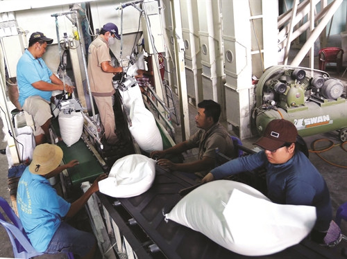 Từ nhiều năm nay, Tổng Công ty lương thực Miền Nam luôn chú trọng thực hiện liên kết sản xuất lúa chất lượng cao theo mô hình "cánh đồng lớn", đáp ứng nhu cầu tiêu dùng trong nước và phục vụ xuất khẩu Từ nhiều năm nay, Tổng Công ty lương thực Miền Nam luôn chú trọng thực hiện liên kết sản xuất lúa chất lượng cao theo mô hình "cánh đồng lớn", đáp ứng nhu cầu tiêu dùng trong nước và phục vụ xuất khẩu