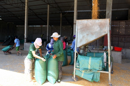 Công nhân một cơ sở thu mua ngô đang sơ chế sản phẩm. Công nhân một cơ sở thu mua ngô đang sơ chế sản phẩm.