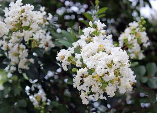 Loài hoa này sở hữu vẻ đẹp mong manh, thuần khiết. Ảnh: vietq.vn Loài hoa này sở hữu vẻ đẹp mong manh, thuần khiết. Ảnh: vietq.vn