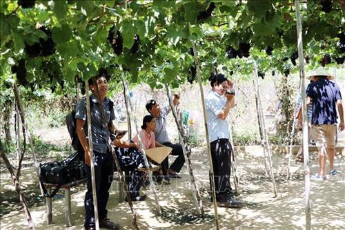 Trang trại nho Ba Mọi luôn thu hút du khách đến tham quan và trải nghiệm. Ảnh: Công Thử - TTXVN Trang trại nho Ba Mọi luôn thu hút du khách đến tham quan và trải nghiệm. Ảnh: Công Thử - TTXVN
