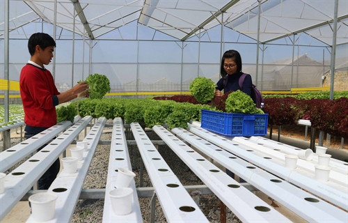 Du khách thực hành thu hoạch rau trồng theo công nghệ cao cùng chủ vườn. Du khách thực hành thu hoạch rau trồng theo công nghệ cao cùng chủ vườn.