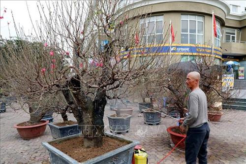 Những cành đào đã lốm đốm ra hoa, phục vụ khách chơi đào sớm. Ảnh: Thành Đạt - TTXVN Dự báo đào Tết năm nay nở muộn, người trồng đào phải rất vất vả chăm sóc để điều chỉnh hoa nở đúng dịp Tết. Ảnh: Thành Đạt - TTXVN Còn gần 1 tháng nữa mới đến Tết, nhưng nhiều gia đình đã mang đào ra phố Lạc Long Quân để bán. Ảnh: Thành Đạt - TTXVN Giống đào "Thất thốn" rất hiếm có giá vài chục triệu, có cây lên đến trăm triệu. Ảnh: Thành Đạt - TTXVN Đa phần các vườn đào Nhật Tân vẫn chưa ra hoa. Ảnh: Thành Đạt - TTXVN Đào Tết xuống phố sớm trên đường Lạc Long Quân. Ảnh: Thành Đạt - TTXVN Trên đường Lạc Long Quân một số chủ vườn đã bày bán đào Tết. Ảnh: Thành Đạt - TTXVN Dự báo đào Tết năm nay nở muộn, người trồng đào phải rất vất vả chăm sóc để điều chỉnh hoa nở đúng dịp Tết. Ảnh: Thành Đạt - TTXVN Những cành đào đã lốm đốm ra hoa, phục vụ khách chơi đào sớm. Ảnh: Thành Đạt - TTXVN Dự báo đào Tết năm nay nở muộn, người trồng đào phải rất vất vả chăm sóc để điều chỉnh hoa nở đúng dịp Tết. Ảnh: Thành Đạt - TTXVN Còn gần 1 tháng nữa mới đến Tết, nhưng nhiều gia đình đã mang đào ra phố Lạc Long Quân để bán. Ảnh: Thành Đạt - TTXVN Giống đào "Thất thốn" rất hiếm có giá vài chục triệu, có cây lên đến trăm triệu. Ảnh: Thành Đạt - TTXVN Đa phần các vườn đào Nhật Tân vẫn chưa ra hoa. Ảnh: Thành Đạt - TTXVN Đào Tết xuống phố sớm trên đường Lạc Long Quân. Ảnh: Thành Đạt - TTXVN Trên đường Lạc Long Quân một số chủ vườn đã bày bán đào Tết. Ảnh: Thành Đạt - TTXVN Dự báo đào Tết năm nay nở muộn, người trồng đào phải rất vất vả chăm sóc để điều chỉnh hoa nở đúng dịp Tết. Ảnh: Thành Đạt - TTXVN