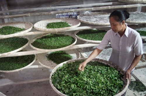 Trồng dâu nuôi tằm cho hiệu quả kinh tế cao.