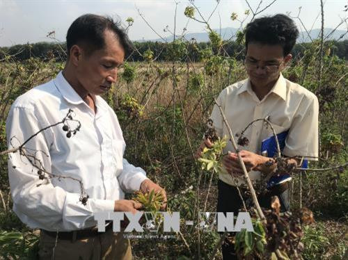 Kiểm tra diện tích sắn bị bệnh chổi rồng ở xã Tân Cảnh, huyện Đăk Tô, tỉnh Kon Tum. Ảnh: Cao Nguyên - TTXVN Kiểm tra diện tích sắn bị bệnh chổi rồng ở xã Tân Cảnh, huyện Đăk Tô, tỉnh Kon Tum. Ảnh: Cao Nguyên - TTXVN