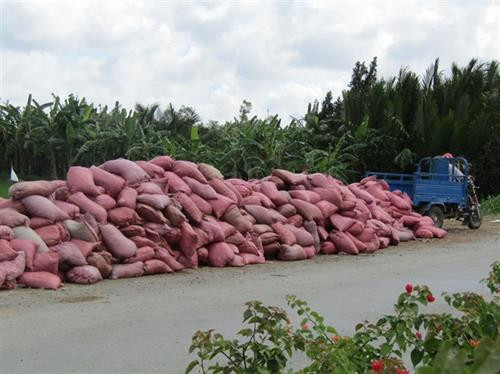 Phân bò khô cho vào bao. Ảnh: nongnghiep.vn Phân bò khô cho vào bao. Ảnh: nongnghiep.vn