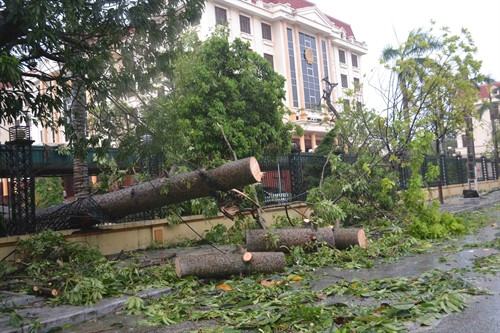 Tuyến đường Trần Hưng Đạo, Tp. Thái Bình ngổn ngang do cây đổ. Tuyến đường Trần Hưng Đạo, Tp. Thái Bình ngổn ngang do cây đổ.