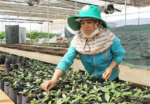 Giống cây trồng chất lượng cao được ươm tại Viện Khoa học Kỹ thuật Nông Lâm nghiệp Tây Nguyên. Giống cây trồng chất lượng cao được ươm tại Viện Khoa học Kỹ thuật Nông Lâm nghiệp Tây Nguyên.