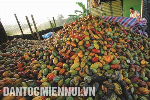 Huyện Đắk Mil chủ trương chuyển đổi diện tích đất vườn tạp, đất trồng cây lâu năm kém hiệu quả sang trồng ca cao. Trong ảnh: người dân thôn 11A, xã Đắk Lao thu hoạch ca cao