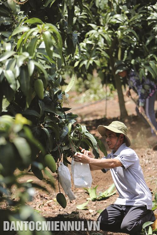 Mô hình trồng xoài theo tiêu chuẩn vietGAP ở Tổ hợp tác trồng xoài thôn Tân Lợi, xã Đắk Gằn đem lại thu nhập cao cho nhiều hộ đồng bào