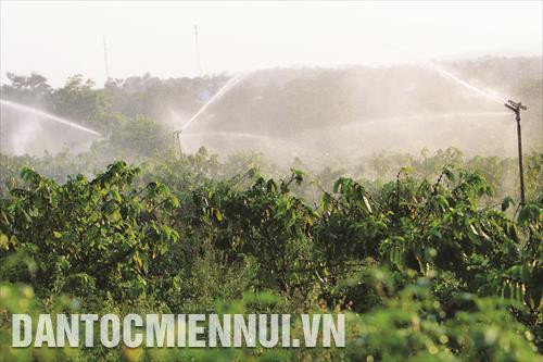 Người dân xã Đắk Lao, huyện Đắk Mil những năm gần đây đã chủ động thay thế những vườn cà phê già cỗi, năng suất thấp bằng những giống mới đã được khẳng định về năng suất, chất lượng