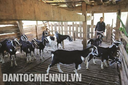 Xã Đắk sắk, huyện Đắk Mil chú trọng phát triển kinh tế hộ gia đình. Trong ảnh: Gia đình ông nguyễn Văn Tạo ở thôn Thổ Hoàng 3 đã thoát nghèo, vươn lên làm giàu nhờ nuôi hươu và dê