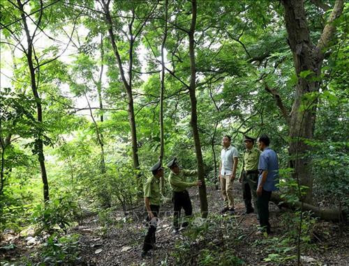 Lực lượng Kiểm lâm phối hợp với chủ rừng đi tuần tra khu vực khoanh nuôi tái sinh rừng . Ảnh: Vũ Sinh - TTXVN Lực lượng Kiểm lâm phối hợp với chủ rừng đi tuần tra khu vực khoanh nuôi tái sinh rừng . Ảnh: Vũ Sinh - TTXVN