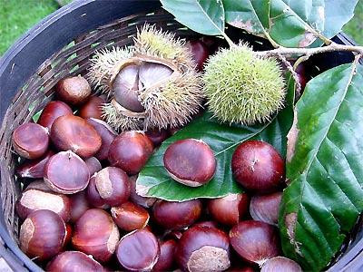 Hạt dẻ - vua của loài quả khô phòng nhiều bệnh ảnh 1 Hạt dẻ - vua của loài quả khô phòng nhiều bệnh ảnh 1