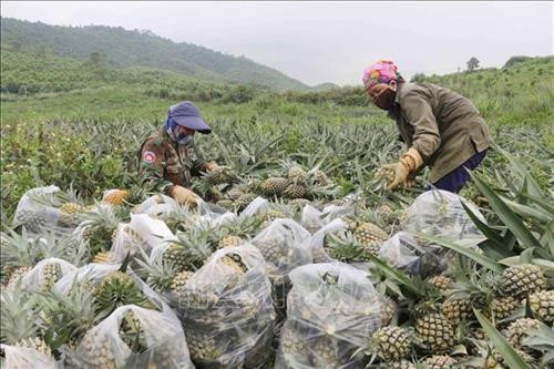 Giá dứa bán tại vườn ổn định mức 5 ngàn đồng/kg. Ảnh: Nguyễn Oanh-TTXVN Giá dứa bán tại vườn ổn định mức 5 ngàn đồng/kg. Ảnh: Nguyễn Oanh-TTXVN