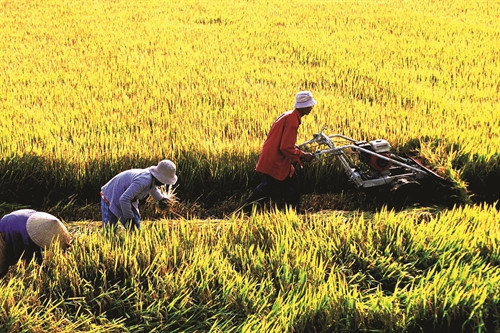 Thu hoạch lúa ở xã Phú Lạc, huyện Tuy Phong Thu hoạch lúa ở xã Phú Lạc, huyện Tuy Phong