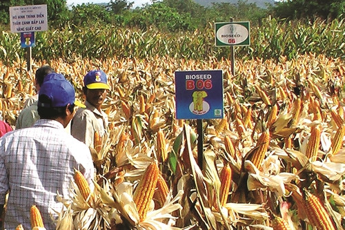 Mô hình trồng bắp lai năng suất cao ở huyện Hàm Thuận Bắc. Mô hình trồng bắp lai năng suất cao ở huyện Hàm Thuận Bắc.
