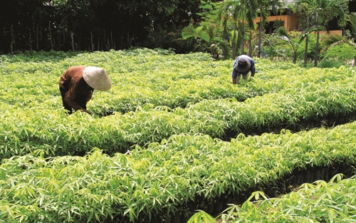 Vườn cây cao su giống của một hộ đồng bào. Vườn cây cao su giống của một hộ đồng bào.