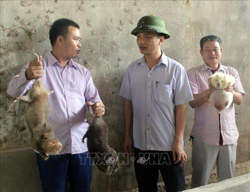 Mô hình nuôi con dúi của gia đình anh Lê Trọng Lệ, xã Vân Sơn, huyện Triệu Sơn, Thanh Hóa (bên trái) cho thu nhập 500 triệu/năm. Ảnh: Nguyễn Nam-TTXVN