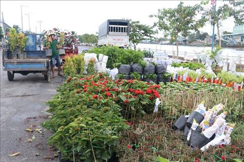 Hoa kiểng được nhà vườn tập trung tại bến hoa kiểng Sa Đéc để đưa đi tiêu thụ. Ảnh : Nguyễn Văn Trí –TTXVN Hoa kiểng được nhà vườn tập trung tại bến hoa kiểng Sa Đéc để đưa đi tiêu thụ. Ảnh : Nguyễn Văn Trí –TTXVN