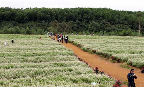Thời điểm hiện tại là phù hợp nhất để du khách đến thưởng ngoạn vẻ đẹp của loài hoa này trước khi hoa tam giác mạch chuyển sang thời kỳ tạo hạt. Ảnh: Bích Huệ