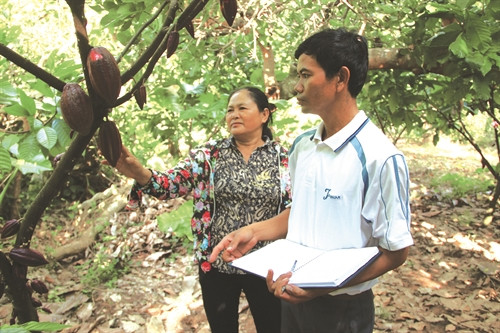 Hướng dẫn đồng bào cách chăm sóc cây ca cao