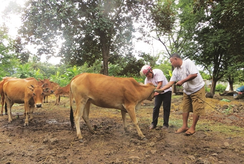 Hướng dẫn đồng bào cách phòng, chống dịch bệnh trên gia súc tại xã Ea Wer, huyện Buôn Đôn Hướng dẫn đồng bào cách phòng, chống dịch bệnh trên gia súc tại xã Ea Wer, huyện Buôn Đôn