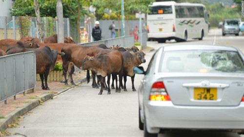 Hãy đến đây để chiêm ngưỡng tượng Phật lớn nhất thế giới. Chỉ mất 30 đi từ đảo Hong Kong, bạn có thể dành 1 ngày ở Lantau để khám phá những thác nước hùng vĩ, những làng chài, bãi biển… Tượng Đại Phật Thiên Tân: Đây là bức tượng Phật ngồi bằng đồng lớn nhất thế giới với chiều cao 34 mét, nặng 250 tấn, mỗi ngày thu hút hàng ngàn lượt người đến thăm quan. Beach House: Có một chuỗi quán cà phê nhìn ra biển, bao gồm Beach House. Tại đây phục vụ các món ăn Địa Trung Hải, chủ yếu là các món hải sản. Được mệnh danh là lá phổi của Hong Kong, Lantau địa hình chủ yếu đồi núi, có những bãi cát trải dài bờ biển và công viên lớn nhất đảo. Gia súc trên đảo nhiều hơn cả taxi: Gần 1.000 con gia súc so với 75 chiếc taxi có trên đảo. Nằm giữa những ngọn núi và các cánh đồng lúa, bãi biển Pui O là sự lựa chọn tuyệt vời cho những người thích tắm nắng, lướt sóng và ngắm những con trâu nước đặc trưng của Lantau. Mavericks: Được mở cửa vào năm 2014, với đồ nội thất “cũ kỹ”, những tấm ván lướt sóng trang trí trên tường và ngay cả đoạn đường trượt băng nhỏ đã nhanh chóng biến Mavericks trở thành điểm đến hấp dẫn ở Lantau. Cắm trại ở Pui O: Một khu cắm trại công cộng gần biển, ngay bên cạnh nó là một doanh nghiệp địa phương cung cấp lều trại, túi ngủ, đồ dùng nấu nướng,… mọi đồ dùng cần thiết cho du khách. Biển Cheung Sha: Gần khu cắm trại là một địa điểm phổ biến để thưởng thức đồ ăn nhẹ và đồ uống. The Stoep: Nằm cách xa bờ biển, The Stoep là một trong những nhà hàng Nam Phi nổi tiếng nhất ở Hong Kong. Hãy đến đây để chiêm ngưỡng tượng Phật lớn nhất thế giới. Chỉ mất 30 đi từ đảo Hong Kong, bạn có thể dành 1 ngày ở Lantau để khám phá những thác nước hùng vĩ, những làng chài, bãi biển… Tượng Đại Phật Thiên Tân: Đây là bức tượng Phật ngồi bằng đồng lớn nhất thế giới với chiều cao 34 mét, nặng 250 tấn, mỗi ngày thu hút hàng ngàn lượt người đến thăm quan. Beach House: Có một chuỗi quán cà phê nhìn ra biển, bao gồm Beach House. Tại đây phục vụ các món ăn Địa Trung Hải, chủ yếu là các món hải sản. Được mệnh danh là lá phổi của Hong Kong, Lantau địa hình chủ yếu đồi núi, có những bãi cát trải dài bờ biển và công viên lớn nhất đảo. Gia súc trên đảo nhiều hơn cả taxi: Gần 1.000 con gia súc so với 75 chiếc taxi có trên đảo. Nằm giữa những ngọn núi và các cánh đồng lúa, bãi biển Pui O là sự lựa chọn tuyệt vời cho những người thích tắm nắng, lướt sóng và ngắm những con trâu nước đặc trưng của Lantau. Mavericks: Được mở cửa vào năm 2014, với đồ nội thất “cũ kỹ”, những tấm ván lướt sóng trang trí trên tường và ngay cả đoạn đường trượt băng nhỏ đã nhanh chóng biến Mavericks trở thành điểm đến hấp dẫn ở Lantau. Cắm trại ở Pui O: Một khu cắm trại công cộng gần biển, ngay bên cạnh nó là một doanh nghiệp địa phương cung cấp lều trại, túi ngủ, đồ dùng nấu nướng,… mọi đồ dùng cần thiết cho du khách. Biển Cheung Sha: Gần khu cắm trại là một địa điểm phổ biến để thưởng thức đồ ăn nhẹ và đồ uống. The Stoep: Nằm cách xa bờ biển, The Stoep là một trong những nhà hàng Nam Phi nổi tiếng nhất ở Hong Kong.
