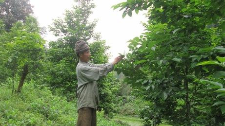 Cây hồng không hạt đã giúp cho nhiều hộ dân của xã Quảng Bạch xóa được đói và đang từng bước vươn lên làm giàu chính đáng... Ảnh: baobackan.org.vn