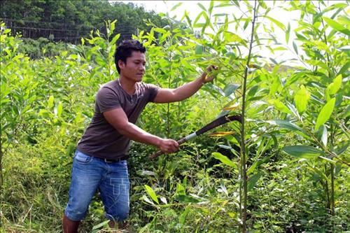 Việc bố trí tái định cư gắn với khu vực sản xuất nên nhận được sự đồng thuận rất cao của người dân. Ảnh: Đỗ Trưởng - TTXVN Việc bố trí tái định cư gắn với khu vực sản xuất nên nhận được sự đồng thuận rất cao của người dân. Ảnh: Đỗ Trưởng - TTXVN