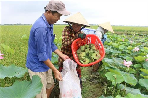 Gia đình anh Nguyễn Văn Mười, xã Tân Mỹ, huyện Thanh Bình thu hoạch sen lấy gương trong mùa lũ. Ảnh: Nguyễn Văn Trí - TTXVN Gia đình anh Nguyễn Văn Mười, xã Tân Mỹ, huyện Thanh Bình thu hoạch sen lấy gương trong mùa lũ. Ảnh: Nguyễn Văn Trí - TTXVN