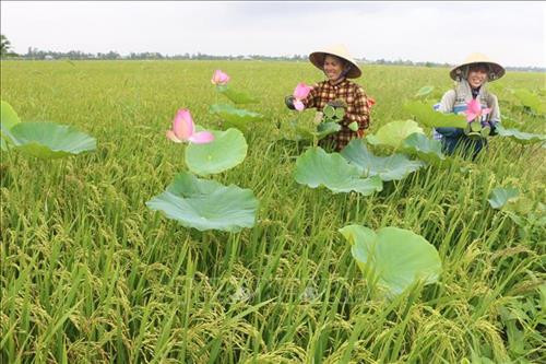Thu hoạch sen lấy gương trồng mùa lũ ở xã Tân Mỹ, huyện Thanh Bình. Ảnh: Nguyễn Văn Trí - TTXVN Thu hoạch sen lấy gương trồng mùa lũ ở xã Tân Mỹ, huyện Thanh Bình. Ảnh: Nguyễn Văn Trí - TTXVN