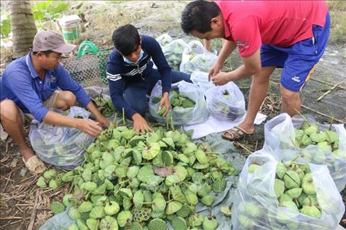 Gia đình anh Nguyễn Văn Mười, xã Tân Mỹ, huyện Thanh Bình thu hoạch sen lấy gương trong mùa lũ. Ảnh: Nguyễn Văn Trí - TTXVN Gia đình anh Nguyễn Văn Mười, xã Tân Mỹ, huyện Thanh Bình thu hoạch sen lấy gương trong mùa lũ. Ảnh: Nguyễn Văn Trí - TTXVN