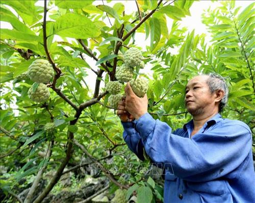 Thu hoạch na tại hộ nông dân Trương Văn Duyên (dân tộc Nùng) ở thôn Lũng Thân, thị trấn Đồng Mỏ, huyện Chi Lăng. Ảnh: Vũ Sinh - TTXVN Thu hoạch na tại hộ nông dân Trương Văn Duyên (dân tộc Nùng) ở thôn Lũng Thân, thị trấn Đồng Mỏ, huyện Chi Lăng. Ảnh: Vũ Sinh - TTXVN
