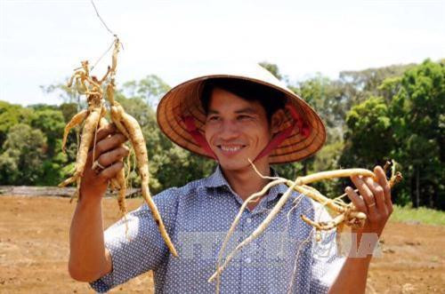 Trồng củ sâm dây góp phần xóa đói giảm nghèo. Ảnh: Hồng Điệp - TTXVN Trồng củ sâm dây góp phần xóa đói giảm nghèo. Ảnh: Hồng Điệp - TTXVN