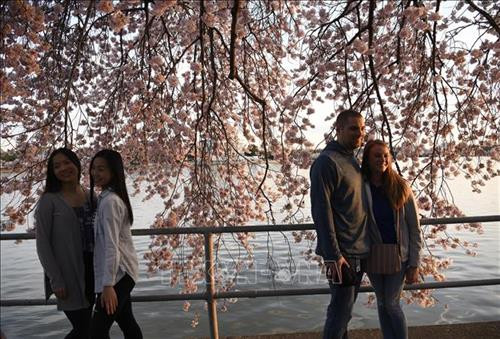 Hoa anh đào khoe sắc tại Washington D.C., Mỹ. Ảnh: THX/ TTXVN Hoa anh đào khoe sắc tại Washington D.C., Mỹ. Ảnh: THX/ TTXVN