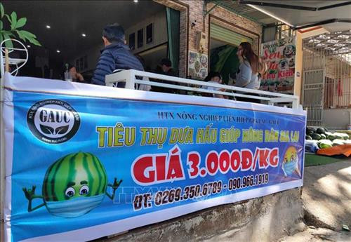 Nhiều công ty, doanh nghiệp, cá nhân tại Gia Lai chủ động thu mua và bán dưa hấu giúp bà con nông dân. Ảnh: Dư Toán - TTXVN Nhiều công ty, doanh nghiệp, cá nhân tại Gia Lai chủ động thu mua và bán dưa hấu giúp bà con nông dân. Ảnh: Dư Toán - TTXVN