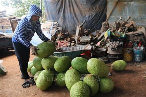 Thương lái thu mua mít Thái tại xã Nghĩa Thành, huyện Châu Đức, để xuất đi Trung Quốc. Ảnh: Hoàng Nhị -TTXVN Thương lái thu mua mít Thái tại xã Nghĩa Thành, huyện Châu Đức, để xuất đi Trung Quốc. Ảnh: Hoàng Nhị -TTXVN