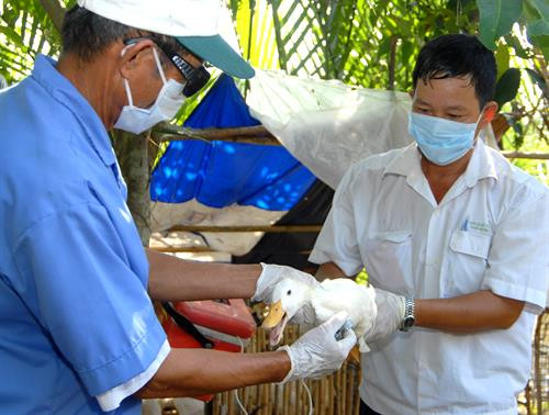 Giảm nguy cơ lây bệnh từ động vật sang người ảnh 1