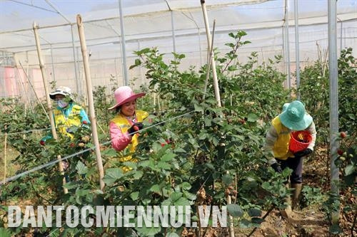 Công nhân Công ty trách nhiệm hữu hạn dâu rừng Langbian.F ở thị trấn Lạc Dương thu hoạch phúc bồn tử đen. Ảnh: Chu Quốc Hùng Cơ sở sản xuất ươm tơ Lê Sáu ở thôn Tân Phú 2, xã Đinh Lạc, huyện Di Linh mở rộng nhà xưởng sản xuất tơ dệt lụa, thu mua sản phẩm của hàng chục hộ dân trong khu vực. Ảnh: Chu Quốc Hùng