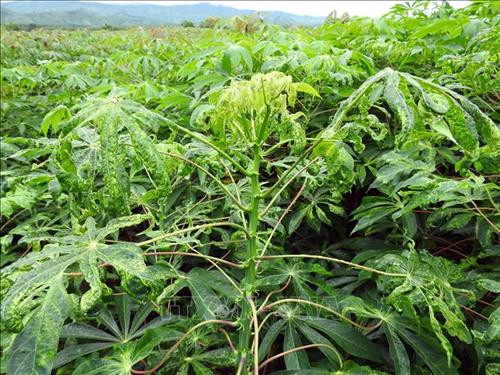 Cây sắn bị bệnh khảm lá. Ảnh: TTXVN