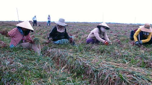 Nông dân Vĩnh Châu thu hoạch hành cuối vụ.