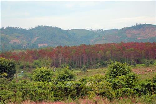 Cánh rừng bị hạ độc được bao quanh bởi đám nương rẫy của nhiều cá nhân trong khu vực. Ảnh: Quốc Hùng- Đặng Tuấn - TTXVN Cánh rừng bị hạ độc được bao quanh bởi đám nương rẫy của nhiều cá nhân trong khu vực. Ảnh: Quốc Hùng- Đặng Tuấn - TTXVN