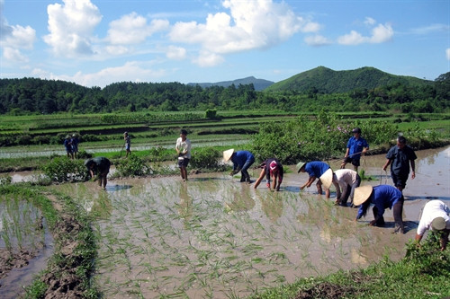 Người dân Bắc Sơn đưa mô hình trồng lúa giống mới năng suất cao vào sản xuất Người dân Bắc Sơn đưa mô hình trồng lúa giống mới năng suất cao vào sản xuất