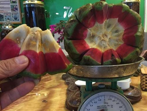 Na rừng nặng tới 4 kg mỗi quả có giá tiền triệu ảnh 4 Na rừng nặng tới 4 kg mỗi quả có giá tiền triệu ảnh 4